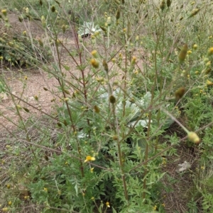 Bidens subalternans at Coree, ACT - 29 Mar 2022 11:19 AM