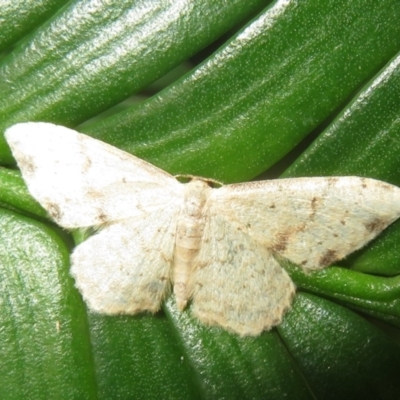 Idaea halmaea (Two-spotted Wave) at ANBG - 29 Mar 2022 by Christine