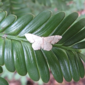 Idaea halmaea at ANBG - 29 Mar 2022 01:06 PM