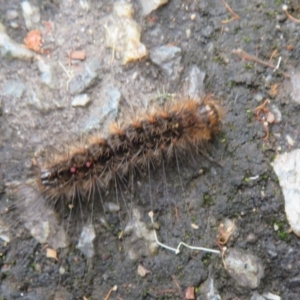 Lymantriinae (subfamily) at Acton, ACT - 29 Mar 2022 01:44 PM