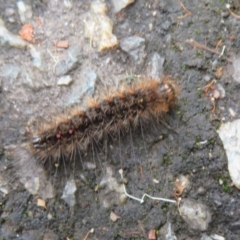 Lymantriidae (family) (Unidentified tussock moths) at Acton, ACT - 29 Mar 2022 by Christine