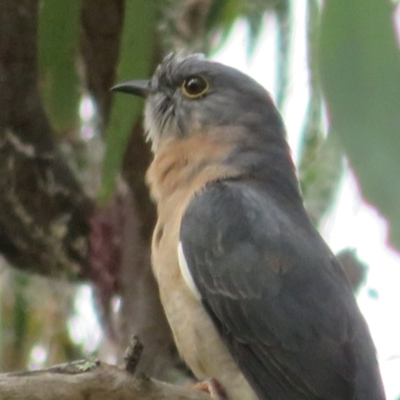 Cacomantis flabelliformis (Fan-tailed Cuckoo) at ANBG - 29 Mar 2022 by Christine