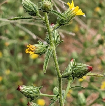 Dittrichia graveolens (Stinkwort) at Coree, ACT - 29 Mar 2022 by abread111