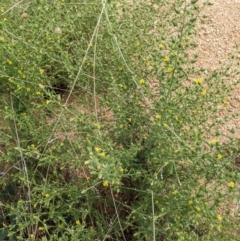 Dittrichia graveolens at Coree, ACT - 29 Mar 2022