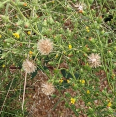 Dittrichia graveolens at Coree, ACT - 29 Mar 2022