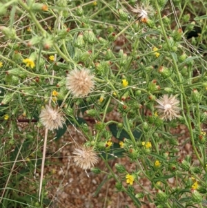 Dittrichia graveolens at Coree, ACT - 29 Mar 2022 11:52 AM