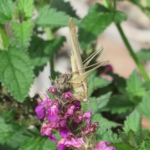 Conocephalus semivittatus at Acton, ACT - 29 Mar 2022