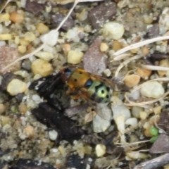 Austalis pulchella (Hover fly) at Acton, ACT - 29 Mar 2022 by Christine