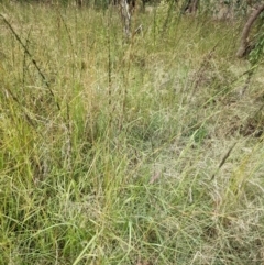 Sporobolus creber (Slender Rat's Tail Grass) at Woodstock Nature Reserve - 29 Mar 2022 by abread111