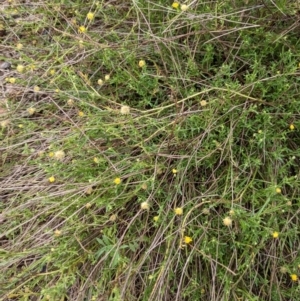 Calotis lappulacea at Coree, ACT - 29 Mar 2022