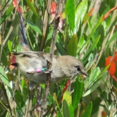 Malurus cyaneus (Superb Fairywren) at ANBG - 29 Mar 2022 by Christine