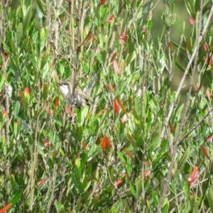 Malurus cyaneus at Acton, ACT - 29 Mar 2022 02:23 PM