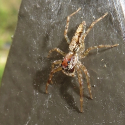 Helpis sp. (genus) (Unidentified Bronze Jumping Spider) at Acton, ACT - 29 Mar 2022 by Christine