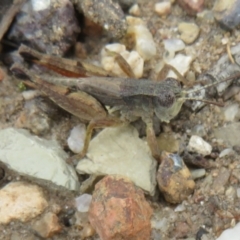 Phaulacridium vittatum (Wingless Grasshopper) at Ainslie, ACT - 29 Mar 2022 by Christine