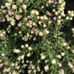 Unverified Plant at Hughes, ACT - 30 Mar 2022 by ruthkerruish