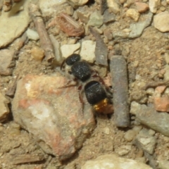 Odontomyrme sp. (genus) (A velvet ant) at Mount Ainslie - 29 Mar 2022 by Christine