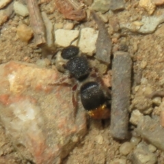 Odontomyrme sp. (genus) at Mount Ainslie - 29 Mar 2022 03:40 PM