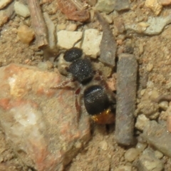 Odontomyrme sp. (genus) at Ainslie, ACT - 29 Mar 2022