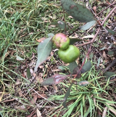 Fergusonina sp. (genus) at Red Hill to Yarralumla Creek - 29 Mar 2022 by ruthkerruish