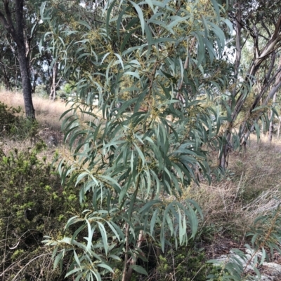 Acacia rubida (Red-stemmed Wattle, Red-leaved Wattle) at Red Hill to Yarralumla Creek - 29 Mar 2022 by ruthkerruish