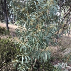 Acacia rubida (Red-leaved Wattle) at Hughes Garran Woodland - 29 Mar 2022 by ruthkerruish