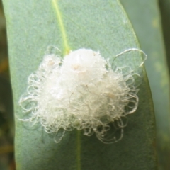 Glycaspis sp. (genus) (Unidentified sugary lerp) at Franklin, ACT - 24 Mar 2022 by Christine