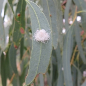 Glycaspis sp. (genus) at Franklin, ACT - 24 Mar 2022 12:15 PM