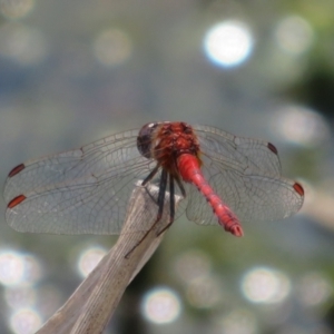 Diplacodes bipunctata at Breadalbane, NSW - 22 Mar 2022