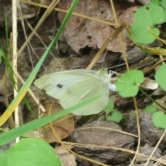 Pieris rapae (Cabbage White) at Flynn, ACT - 28 Mar 2022 by Christine