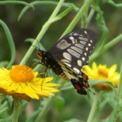 Papilio anactus (Dainty Swallowtail) at ANBG - 29 Mar 2022 by Christine