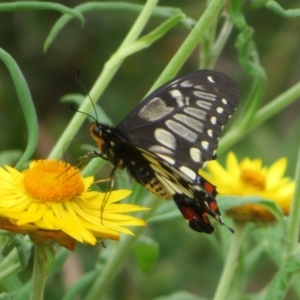 Papilio anactus at Acton, ACT - 29 Mar 2022