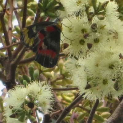 Delias harpalyce (Imperial Jezebel) at Acton, ACT - 29 Mar 2022 by Christine