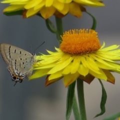 Jalmenus ictinus (Stencilled Hairstreak) at ANBG - 29 Mar 2022 by Christine