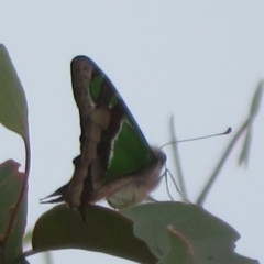 Graphium macleayanum (Macleay's Swallowtail) at Mount Ainslie - 29 Mar 2022 by Christine