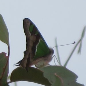 Graphium macleayanum at Ainslie, ACT - 29 Mar 2022 03:25 PM