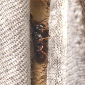 Pison sp. (genus) at Braemar, NSW - 30 Mar 2022 09:53 AM