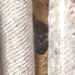 Pison sp. (genus) at Braemar, NSW - 30 Mar 2022 09:53 AM