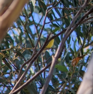 Gerygone olivacea at Holbrook, NSW - suppressed