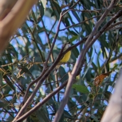Gerygone olivacea (White-throated Gerygone) at Holbrook, NSW - 29 Mar 2022 by Darcy