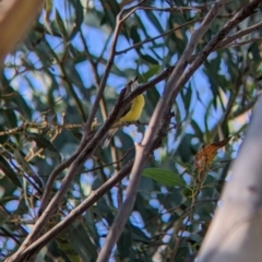 Gerygone olivacea at Holbrook, NSW - 30 Mar 2022