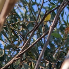 Gerygone olivacea at Holbrook, NSW - suppressed