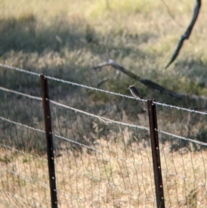 Microeca fascinans at Holbrook, NSW - suppressed