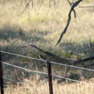 Microeca fascinans at Holbrook, NSW - suppressed