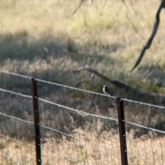 Microeca fascinans at Holbrook, NSW - suppressed