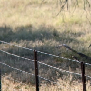 Microeca fascinans at Holbrook, NSW - suppressed