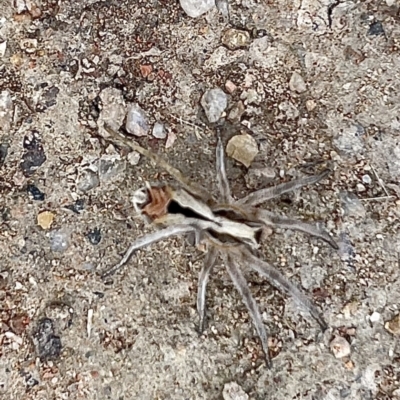 Argoctenus sp. (genus) (Wandering ghost spider) at Cooleman Ridge - 29 Mar 2022 by WindyHen