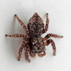 Servaea sp. (genus) (Unidentified Servaea jumping spider) at Crooked Corner, NSW - 3 Mar 2022 by Milly