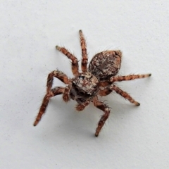 Servaea sp. (genus) at Crooked Corner, NSW - 4 Mar 2022 09:42 AM