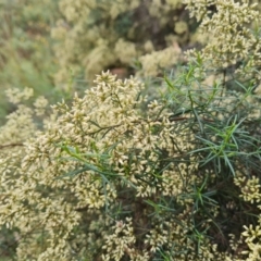 Cassinia quinquefaria (Rosemary Cassinia) at O'Malley, ACT - 30 Mar 2022 by Mike