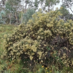 Cassinia quinquefaria at O'Malley, ACT - 30 Mar 2022